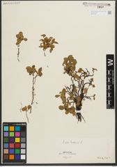 Foto von Salix herbacea L.